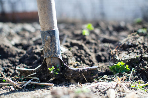 Planting